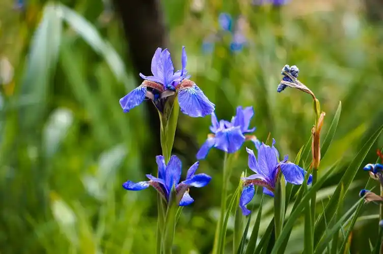 蓝色鸢尾花