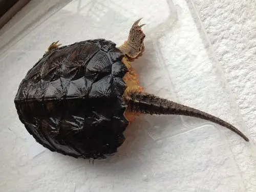 精品南美拟鳄龟一枚