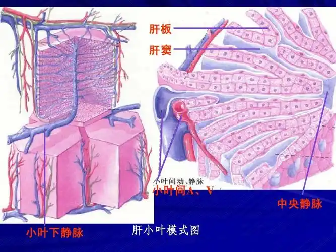医学资料 肝板 肝窦 小叶间a, 小叶间 ,v 中央静脉 小叶下静脉 肝小叶