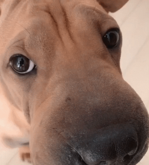 600_662gif 动态图 动图