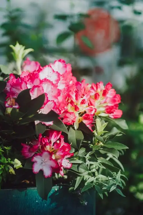 张张都是壁纸!辰山植物园迎春花卉美图来了!