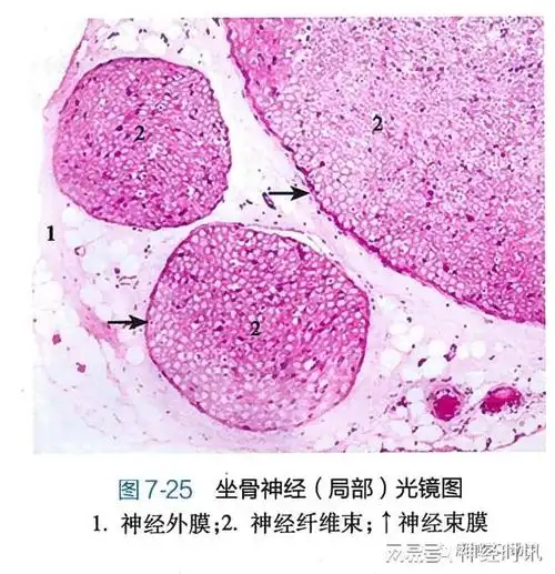 (1)躯体运动神经末梢(又称运动终板),分布于骨骼肌.