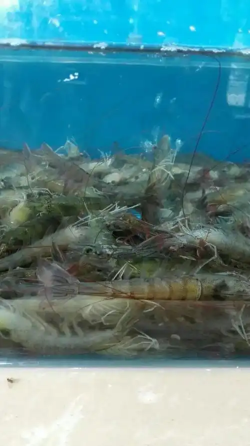 基围虾 活虾～金顶～可以有