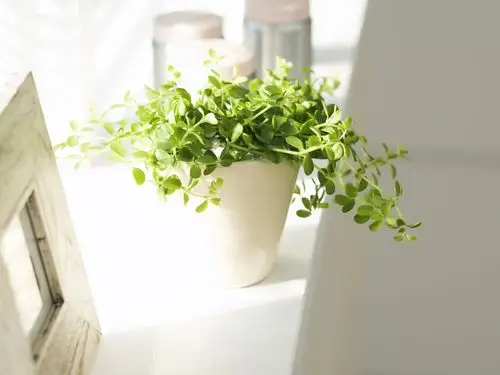 清新绿色护眼桌面壁纸下载_植物壁纸_壁纸下载_美桌网