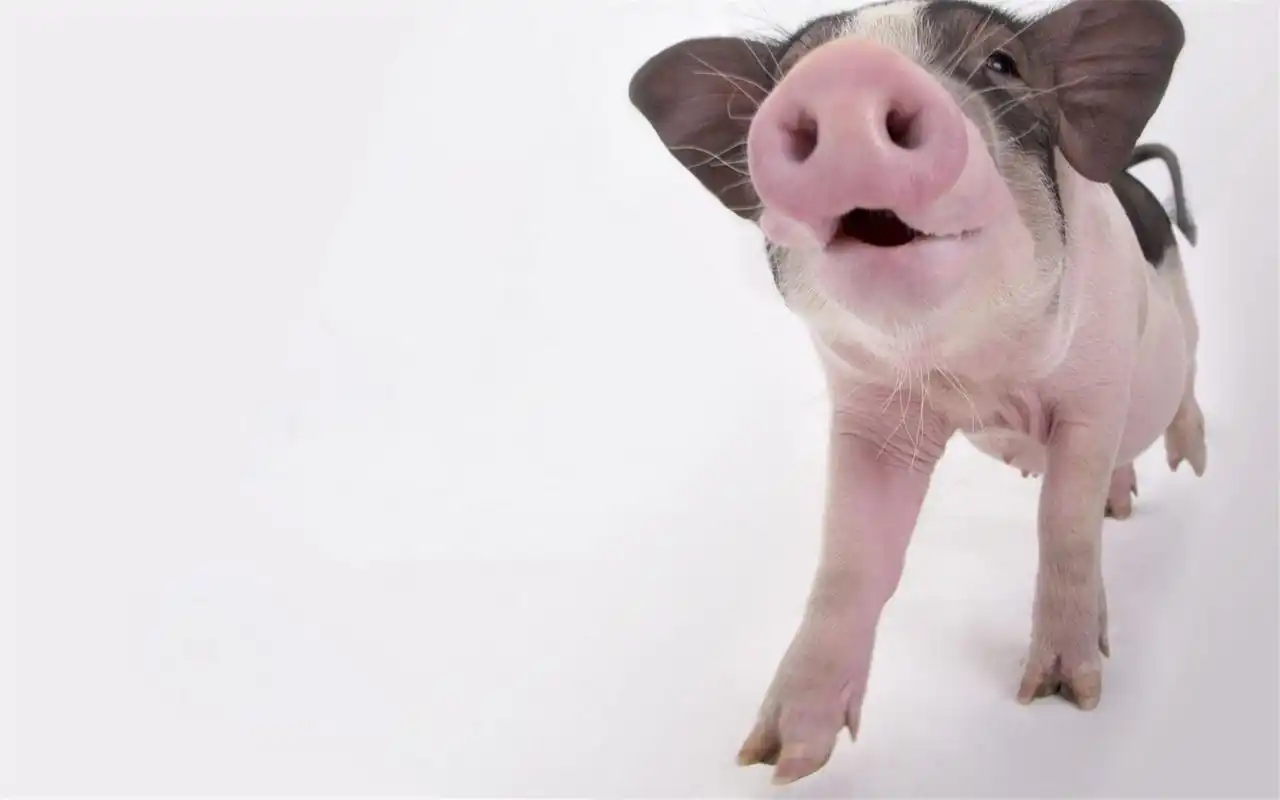 精选可爱的小猪图片高清特写电脑桌面壁纸下载