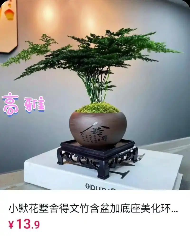 文竹盆景,绿植.#图文来了#图文伙伴计划 #花卉绿植 # - 抖音