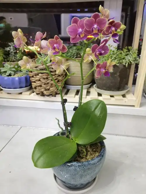 花开久久的蝴蝶兰