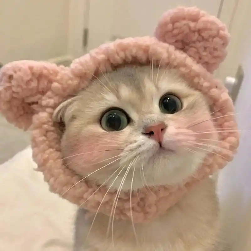 超可爱的猫咪头像🐱 真的好喜欢好喜欢好喜欢好喜欢好喜欢 超级可爱