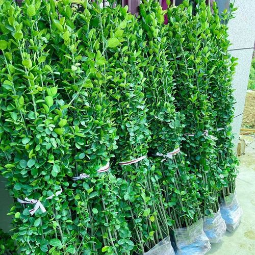 秋忆浓北海道黄杨绿篱植物四季常青耐寒庭院绿化苗北海道1.8米高10颗
