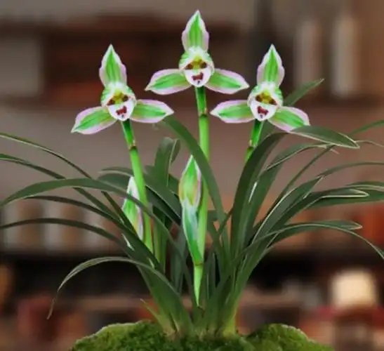 并吸收短暂的强光9春兰 春兰是中国历史上种植历史最长的兰花品种