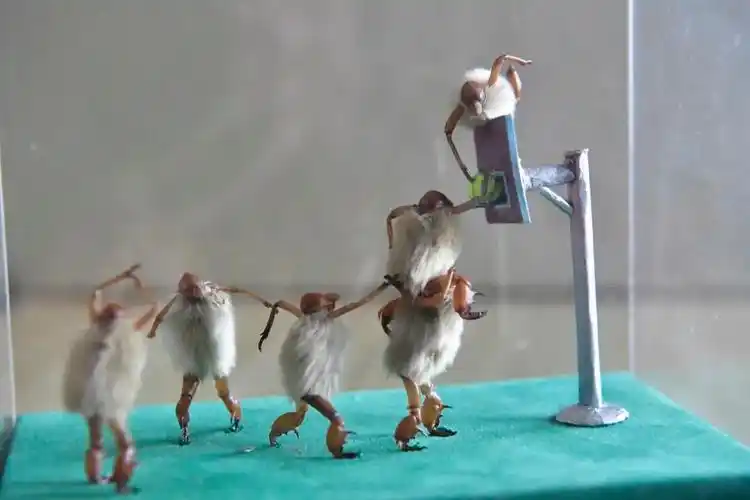 匠人匠心一个人四味药做出小毛猴的大世界