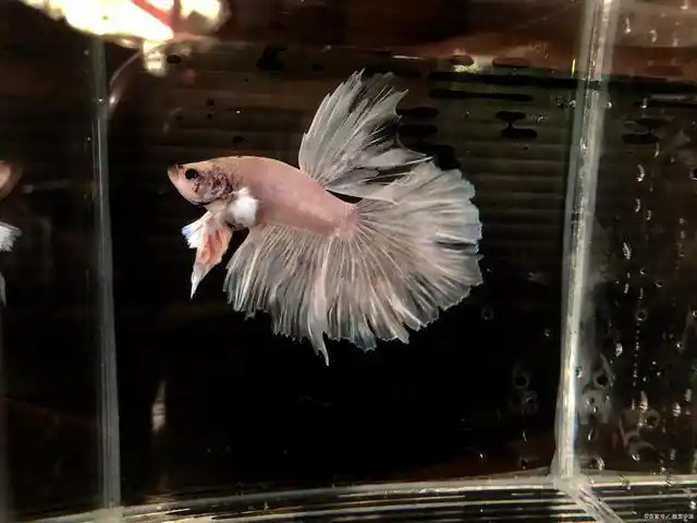 凶猛善斗,又是灭蚊高手的斗鱼