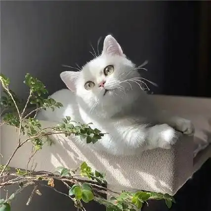 微信猫咪背景图片大全高清可爱小猫在午睡地球在转圈