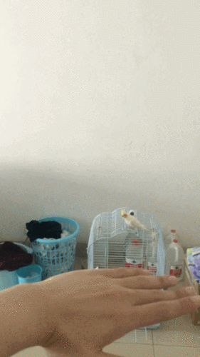 自养玄凤鹦鹉崽的各种图六一快乐更新沙雕表情