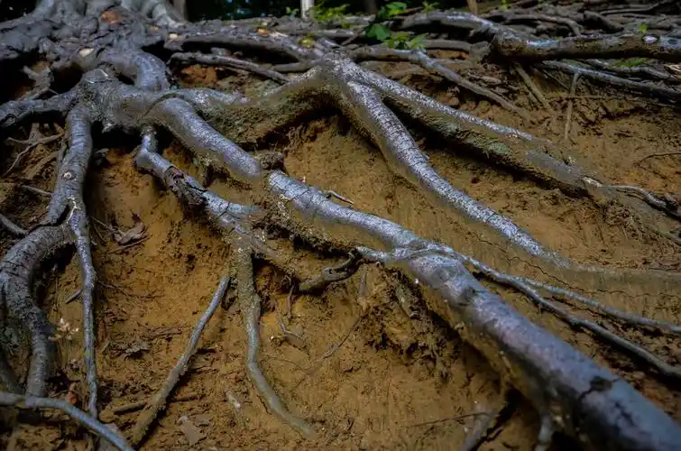 大树的根部图片树木树根大树根部
