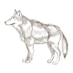 狼人素描图片-狼人素描素材-狼人素描插画-摄图新视界