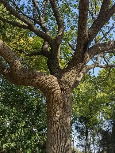 婀娜多姿的樟树