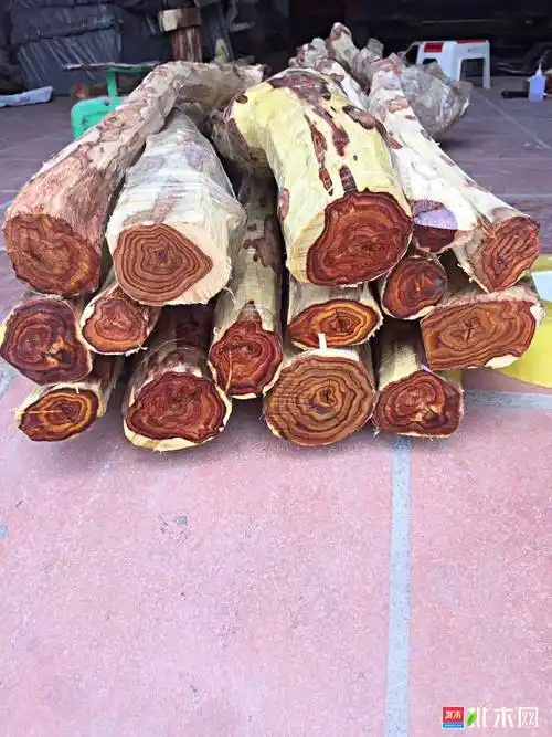 降香黄檀树(降香黄檀树叶图片)