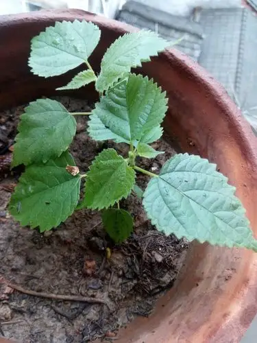 网上买的薰衣草肯定是假的,送了种子,长出来的苗跟以前不一样了