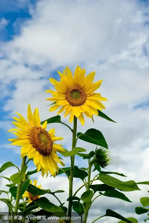 两朵向日葵在阳光明媚的日子垂直