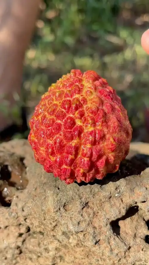 火山岩荔枝王 和鸡蛋一样大 果然细腻饱满 老少皆宜