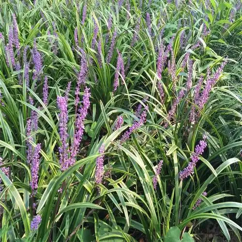 四川细叶麦冬种植基地麦冬地道药材批发基地