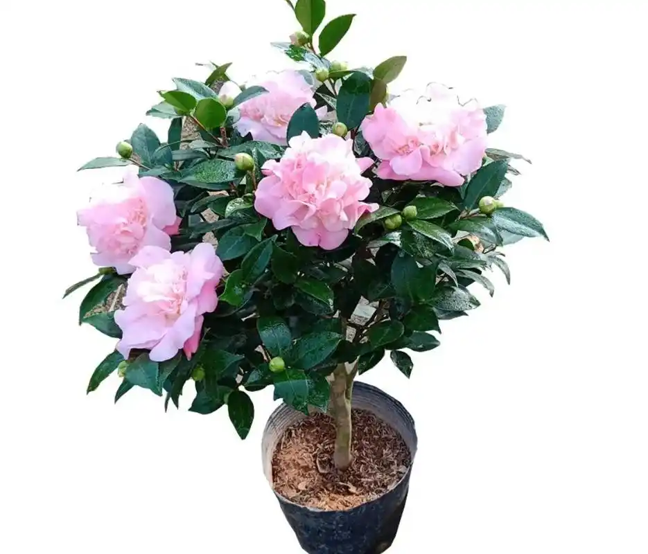 养盆"香妃"茶花,开花繁多,香味浓郁,关键是易养活,适合小白