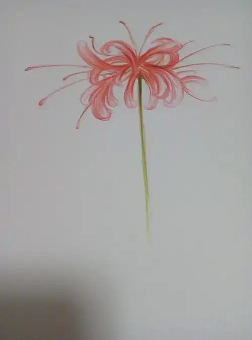 彼岸花简笔画(十二星座的守护花)