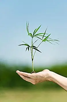 竹子,幼苗,手捧