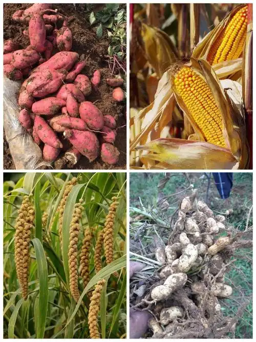 秋天是个收获的季节.