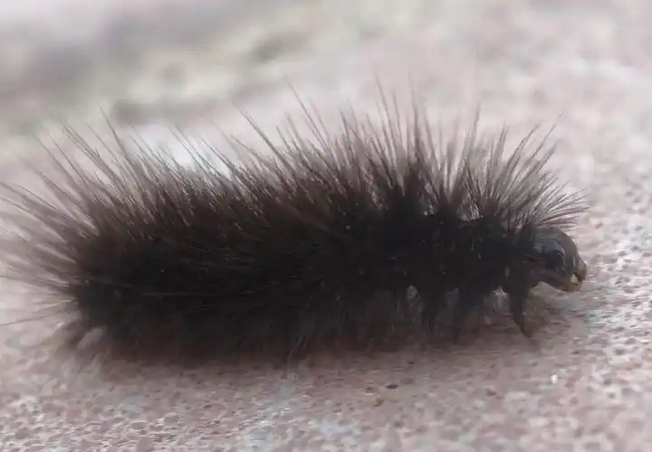 我和黑毛虫的邂逅