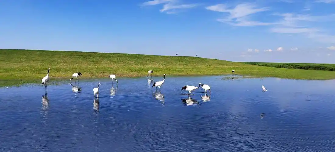 黑龙江扎龙自然保护区评论