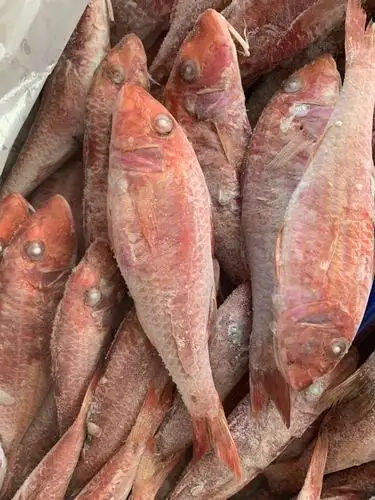 西非红娘鱼小红鱼红三鱼红鱼批发小红鱼批发海鲜水产批发