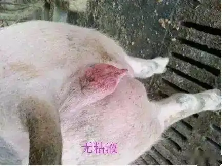 无粘液母猪,如果反馈水门没有粘液不能配.