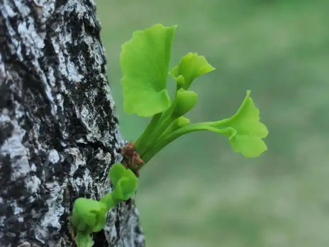 《春风唤醒银杏叶》
