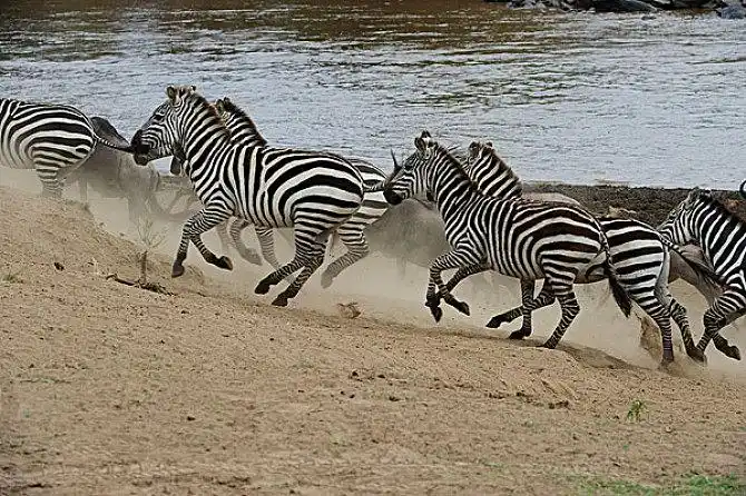 奔跑的斑马_全景网