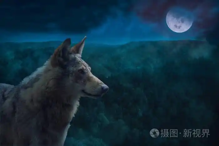 在满月的夜晚在荒野中的灰色阿尔法狼