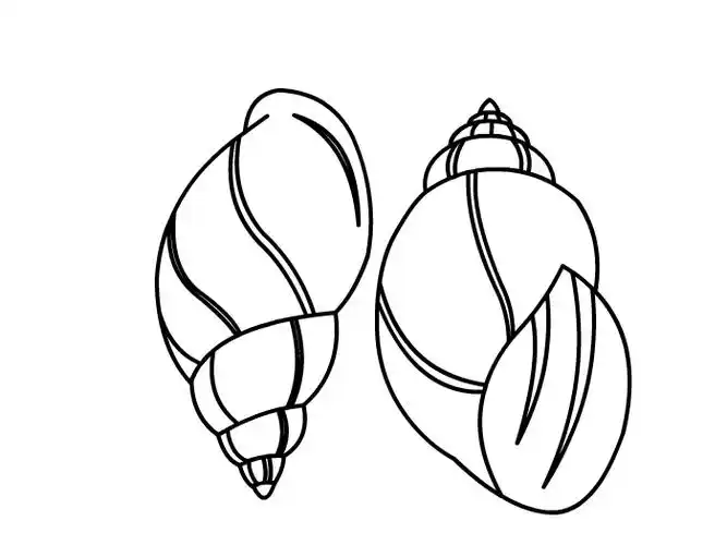 田螺怎么画 田螺简笔画-养娃家