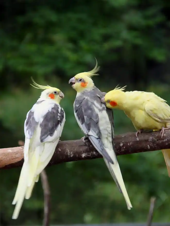 鸡尾鹦鹉十分活泼,喜爱亲近主人!
