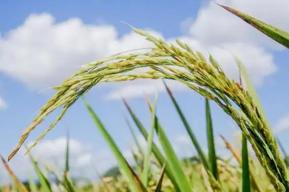 关于水稻,袁隆平还有这样一个心愿
