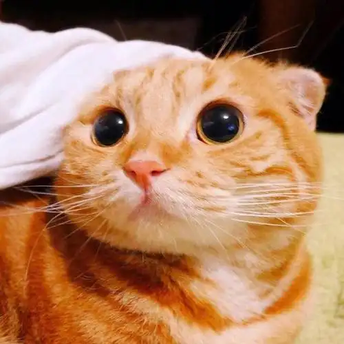 呆萌可爱小动物头像图片 黄色小猫图片