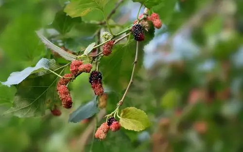 桑葚高清图片电脑宽屏壁纸下载