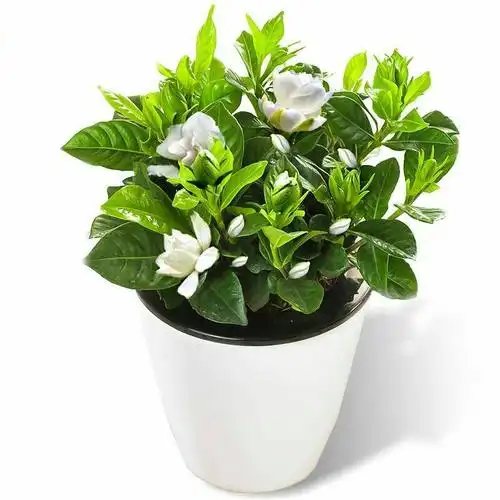 栀子花盆栽原土原盆发货室内桌面植物