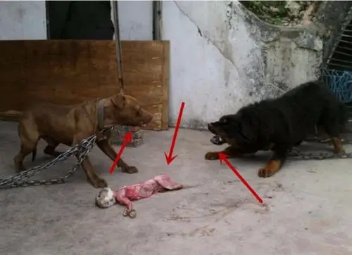 残暴藏獒咬死母比特犬的小狗崽,狗妈妈怒火攻心,藏獒同归于尽