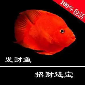 发财鱼活体红财神淡水图片