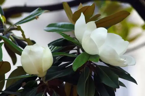 图片大全 植物花卉 白色广玉兰图片 > 白色广玉兰图片 第5张