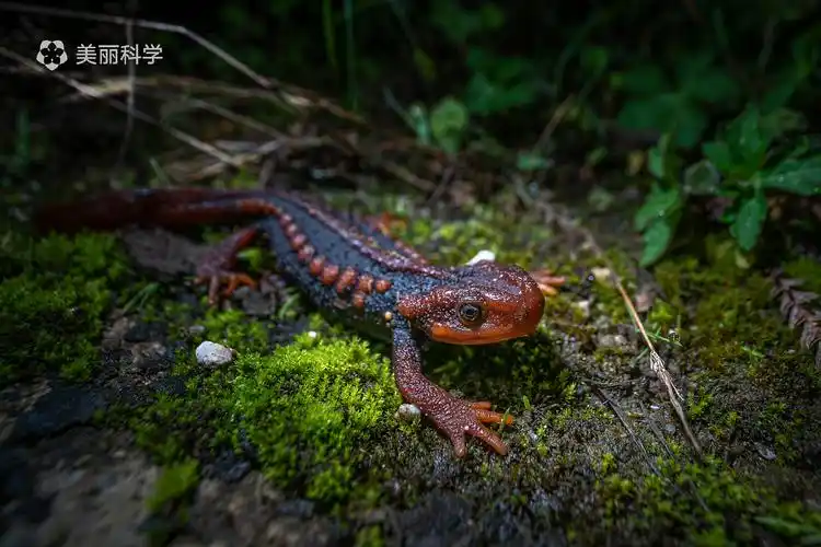 一只在地面上爬行的棕黑疣螈,它刚从山上的落叶层中爬出来,前往附近的