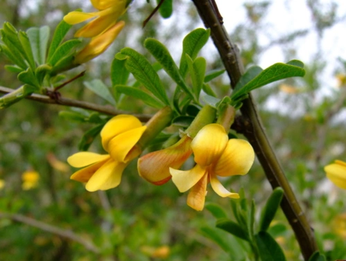 红花锦鸡儿树形俊美,花朵鲜艳,十分适合绿化带哦!
