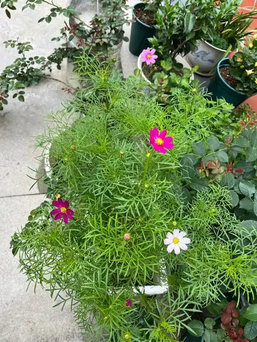 花园日记格桑花播种开花全记录