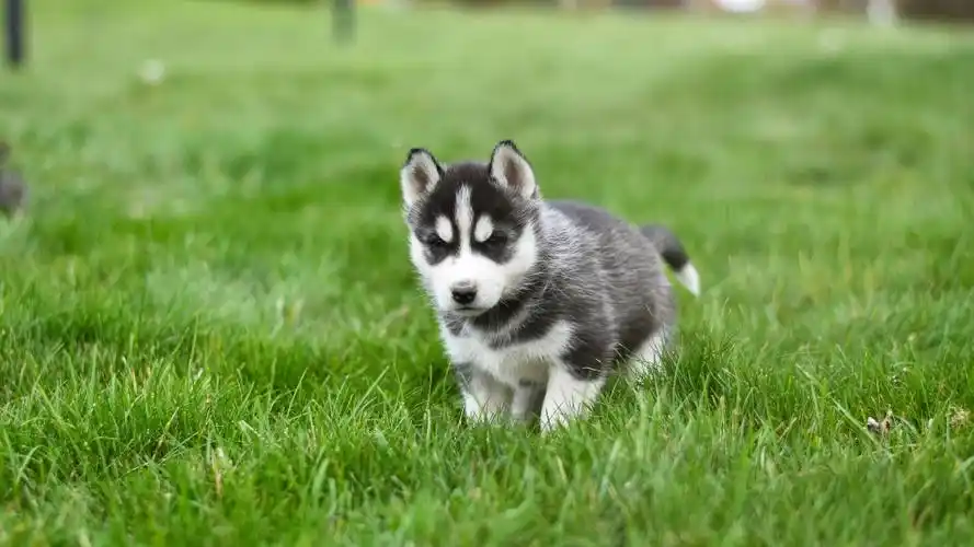 活泼可爱的幼年哈士奇桌面壁纸